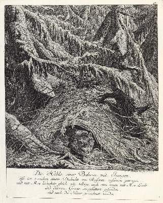 Bild Nr.1: 132-2413 Ridinger,E.J.: (Varia, Jagd, Bären)