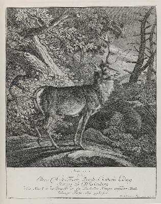 Bild Nr.1: 132-2437 Ridinger,E.J.: (Varia, Jagd, Hirsche)