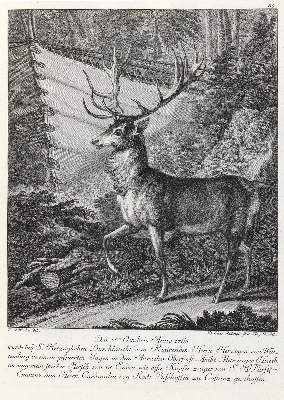 Bild Nr.1: 132-2454 Ridinger,E.J.: (Varia, Jagd, Hirsche)