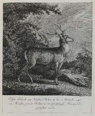Bild Nr.1: 132-2475 Ridinger,E.J.: (Varia, Jagd, Hirsche)