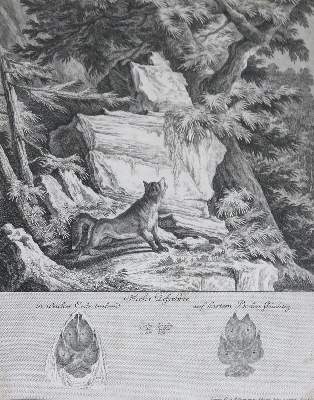 Bild Nr.2: 132-2486 Ridinger, Martin Elias.: (Varia, Jagd, Hirsche)