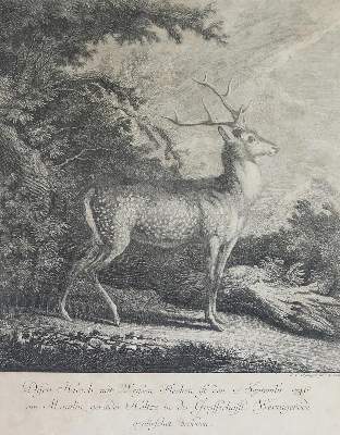 Bild Nr.4: 132-2486 Ridinger, Martin Elias.: (Varia, Jagd, Hirsche)