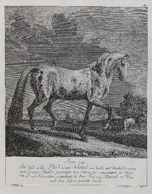 Bild Nr.1: 132-2498 Ridinger,E.J.: (Varia, Jagd, Pferde)