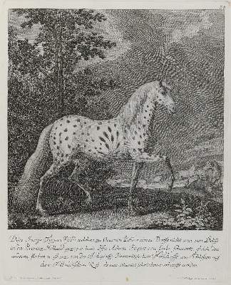 Bild Nr.1: 132-2501 Ridinger,E.J.: (Varia, Jagd, Pferde)