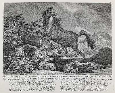 Bild Nr.1: 132-2505 Pferde.: (Varia, Jagd, Ridinger)