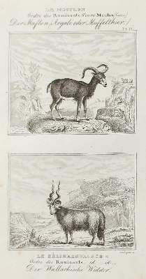 Bild Nr.6: 132-2519 Konvolut: (Varia)