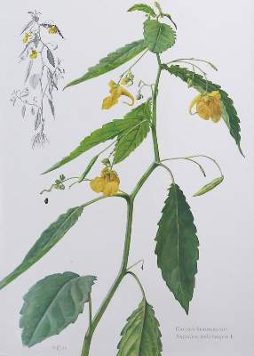Bild Nr.2: 132-2532 Konvolut: (Varia)