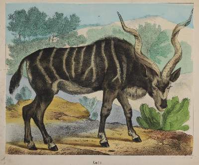 Bild Nr.2: 132-2575 Säugetiere.: (Varia)