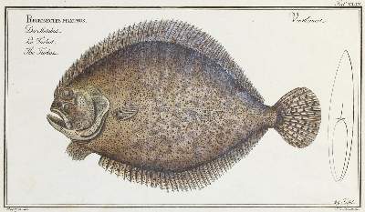 Bild Nr.2: 132-2594 Bloch, Marcus Elieser.: (Varia, Zoologie, Fische)