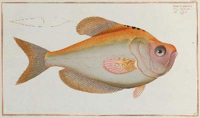 Bild Nr.3: 132-2594 Bloch, Marcus Elieser.: (Varia, Zoologie, Fische)