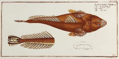 Bild Nr.4: 132-2594 Bloch, Marcus Elieser.: (Varia, Zoologie, Fische)