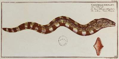 Bild Nr.5: 132-2594 Bloch, Marcus Elieser.: (Varia, Zoologie, Fische)
