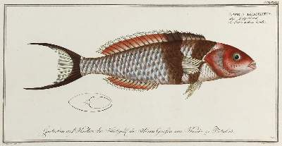 Bild Nr.6: 132-2594 Bloch, Marcus Elieser.: (Varia, Zoologie, Fische)