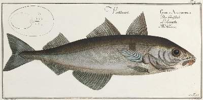 Bild Nr.7: 132-2594 Bloch, Marcus Elieser.: (Varia, Zoologie, Fische)