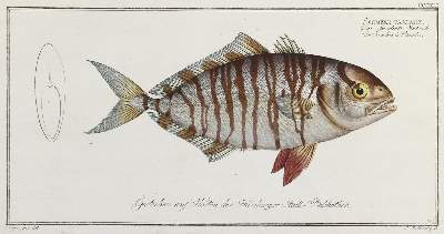 Bild Nr.1: 132-2595 Bloch, Marcus Elieser.: (Varia, Zoologie, Fische)