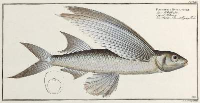 Bild Nr.2: 132-2595 Bloch, Marcus Elieser.: (Varia, Zoologie, Fische)