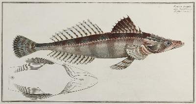 Bild Nr.3: 132-2595 Bloch, Marcus Elieser.: (Varia, Zoologie, Fische)