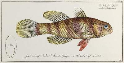 Bild Nr.4: 132-2595 Bloch, Marcus Elieser.: (Varia, Zoologie, Fische)