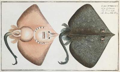 Bild Nr.5: 132-2595 Bloch, Marcus Elieser.: (Varia, Zoologie, Fische)