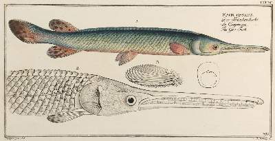 Bild Nr.6: 132-2595 Bloch, Marcus Elieser.: (Varia, Zoologie, Fische)