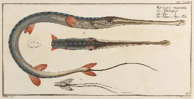 Bild Nr.8: 132-2595 Bloch, Marcus Elieser.: (Varia, Zoologie, Fische)