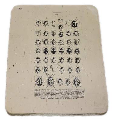 Bild Nr.3: 132-2596 Lithographiesteine: (Varia, Zoologie)
