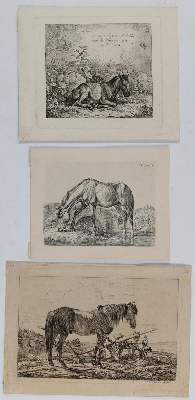 Bild Nr.2: 132-2597 Pferde.: (Varia, Zoologie)