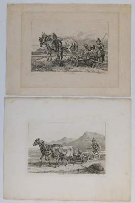 Bild Nr.4: 132-2597 Pferde.: (Varia, Zoologie)