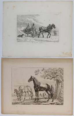 Bild Nr.5: 132-2597 Pferde.: (Varia, Zoologie)