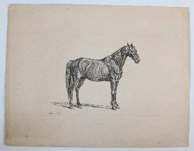 Bild Nr.7: 132-2597 Pferde.: (Varia, Zoologie)
