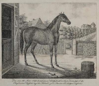 Bild Nr.1: 132-2598 Pferde.: (Varia, Zoologie)