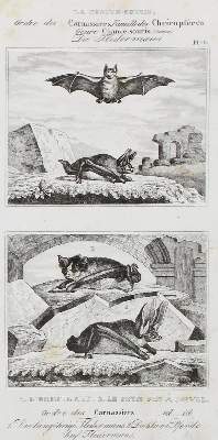 Bild Nr.1: 132-2599 Säugetiere.: (Varia, Zoologie)