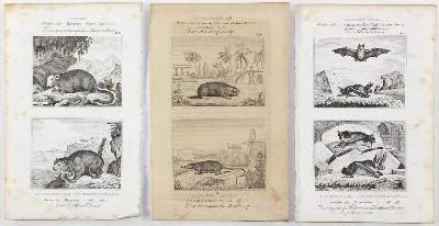 Bild Nr.2: 132-2599 Säugetiere.: (Varia, Zoologie)