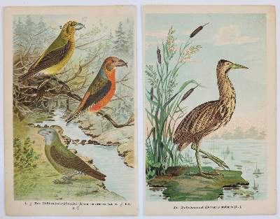 Bild Nr.2: 132-2600 Sammlung: (Varia, Zoologie)