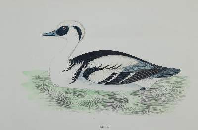 Bild Nr.3: 132-2600 Sammlung: (Varia, Zoologie)