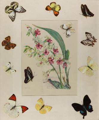 Bild Nr.1: 132-2601 Collage: (Varia, Zoologie, Schmetterlinge)