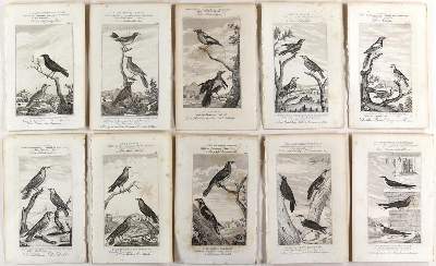 Bild Nr.2: 132-2603 Vögel.: (Varia, Zoologie)