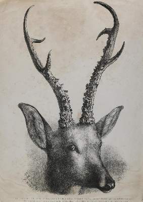 Bild Nr.1: 132-3517 Tornau, Karl Wilhelm Gustav: (Künstlergraphik, Jagd)