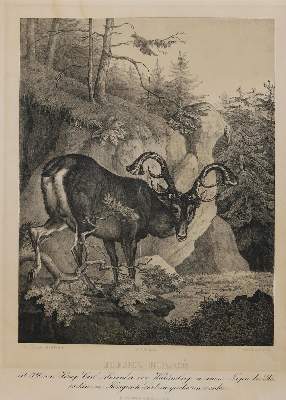 Bild Nr.2: 132-3517 Tornau, Karl Wilhelm Gustav: (Künstlergraphik, Jagd)
