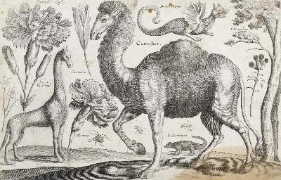Bild Nr.11: 132-4244 Wenzel,Hollar u.a.: (Künstlergraphik)