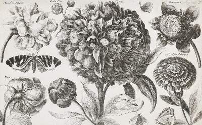 Bild Nr.13: 132-4244 Wenzel,Hollar u.a.: (Künstlergraphik)