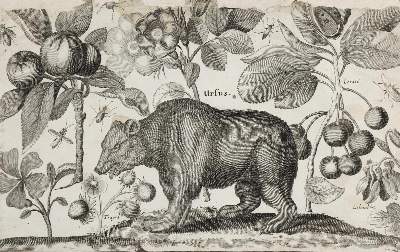 Bild Nr.17: 132-4244 Wenzel,Hollar u.a.: (Künstlergraphik)