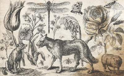 Bild Nr.3: 132-4244 Wenzel,Hollar u.a.: (Künstlergraphik)