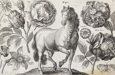 Bild Nr.5: 132-4244 Wenzel,Hollar u.a.: (Künstlergraphik)
