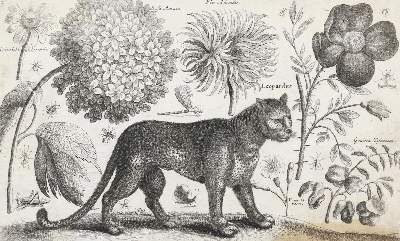Bild Nr.7: 132-4244 Wenzel,Hollar u.a.: (Künstlergraphik)