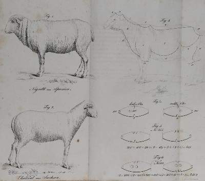 Bild Nr.1: 132-533 Löhner,D.: (Land- und Forstwirtschaft, Tierhaltung, Schafe)