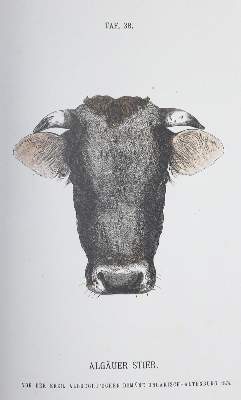 Bild Nr.1: 132-535 Wilckens,M.: (Land- und Forstwirtschaft, Tierhaltung)
