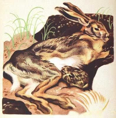 Bild Nr.1: 132-830 Kranz,H.: (Scholz-Verlag)