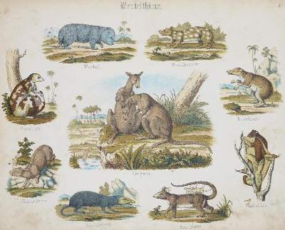 Bild Nr.1: 132-845 Zoologische Garten, Der.: (Kinder- und Jugendbücher)