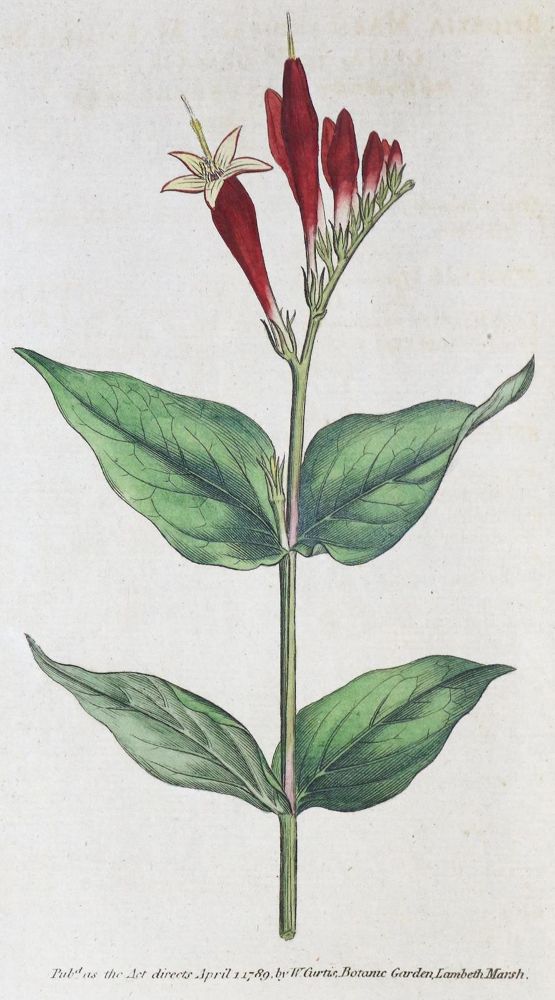 Große Abbildung Nr.1: 133-1175 Curtis,W.: (Botanik)